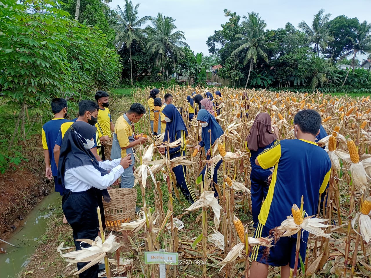 Tumbuhkan Minat Agribisnis Pertanian, Siswa SMPN 1 Wanareja Ikuti Eduwisata